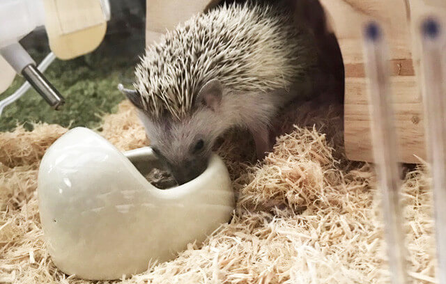 ハリネズミのお世話の方法 流れ 餌やおやつを徹底解説 はりねずみ飼う前の疑問総まとめ しろろぐ ハリネズミのお世話の方法 流れ 餌やおやつを徹底解説 はりねずみ飼う前の疑問総まとめ しろろぐ