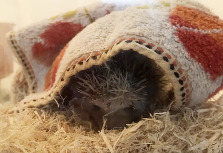 f:id:masa381man:20170720073121j:plain ハリネズミ