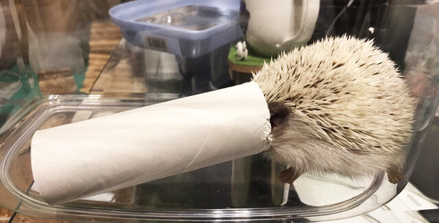 f:id:masa381man:20170721071508j:plain ハリネズミ