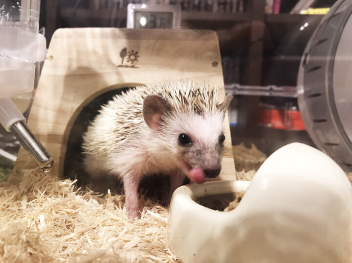 f:id:masa381man:20170724154530j:plain ハリネズミ