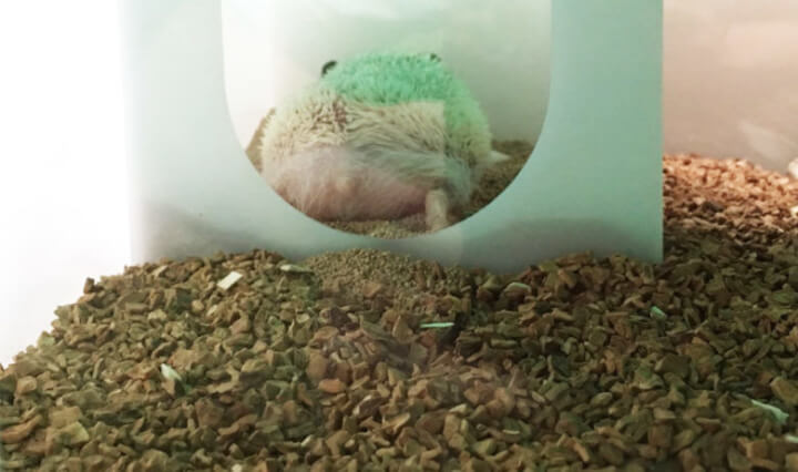 ハリネズミのおけつ