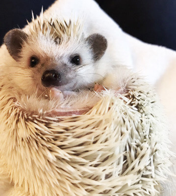 f:id:masa381man:20170728182344j:plain ハリネズミ