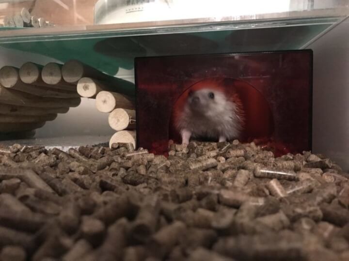 どんぐりリターの床材