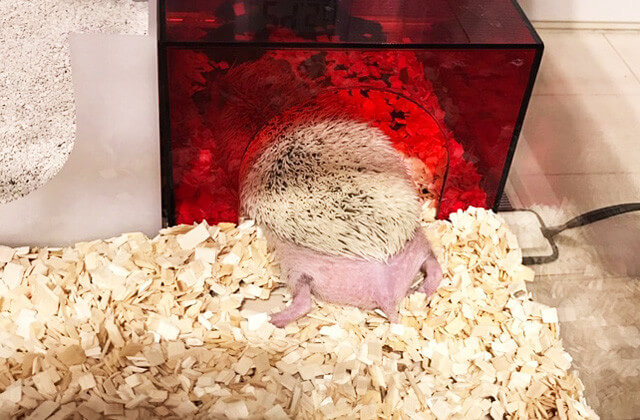 ハリネズミを飼う時に用意するものを徹底解説！はりねずみを飼う