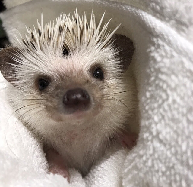 f:id:masa381man:20170720072120j:plain ハリネズミ