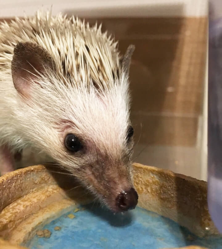 f:id:masa381man:20170724153511j:plain ハリネズミ