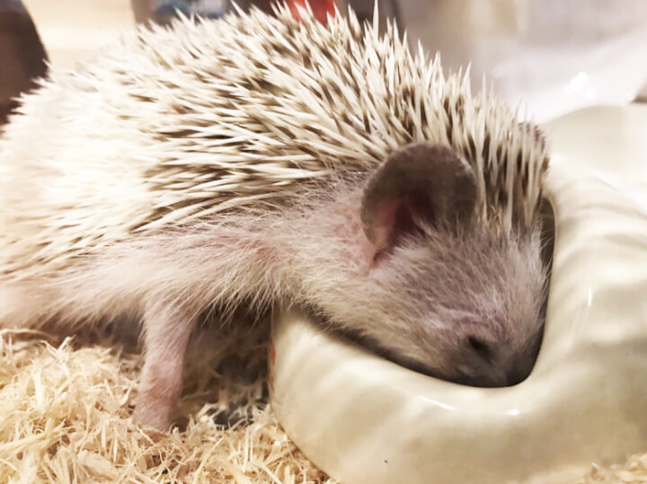 f:id:masa381man:20170726184858j:plain ハリネズミ