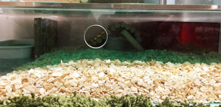 アクリルケージの1階（地下室）