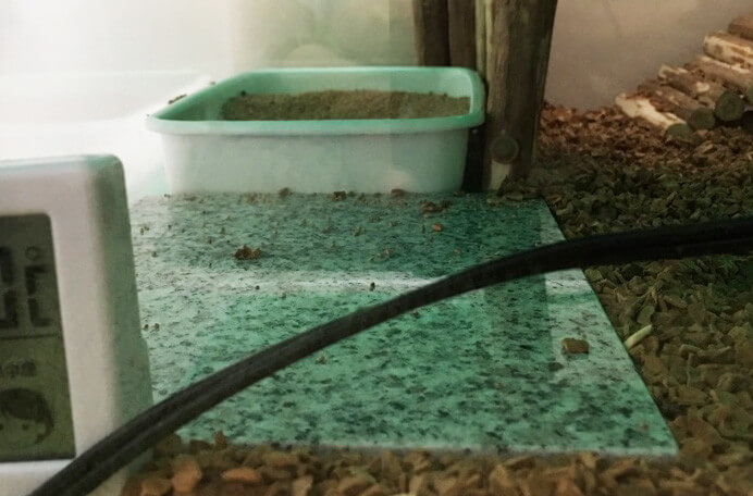 f:id:masa381man:20170727130410j:plain ハリネズミ 砂場