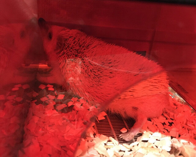 f:id:masa381man:20170810121927j:plain ハリネズミの温度管理