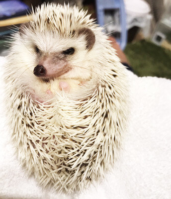 ハリネズミ